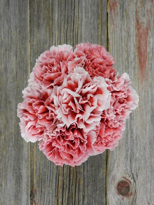 CHEERIO BI-COLOR RED/ WHITE CARNATIONS